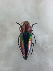 Cyphogastra javanica