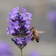 Apis mellifera