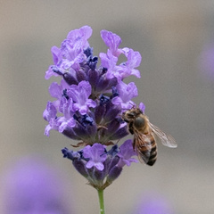 Apis mellifera