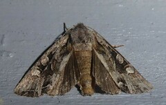 Ichneutica insignis