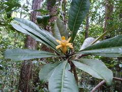 Zygogynum stipitatum