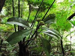 Zygogynum stipitatum