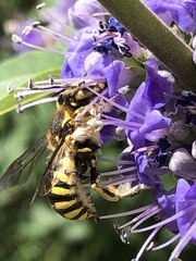 Anthidium