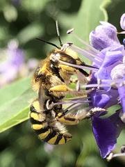 Anthidium