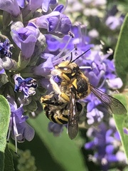 Anthidium