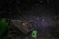Hamptophryne boliviana