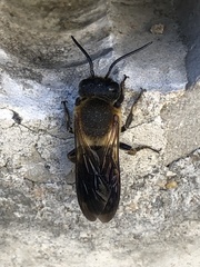 Megachile sculpturalis