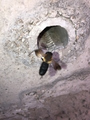 Megachile sculpturalis