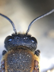 Megachile sculpturalis