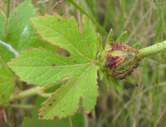 Hibiscus cannabinus