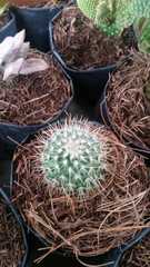 Mammillaria parkinsonii