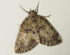 Hydriomena perfracta