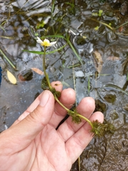 Ranunculus circinatus