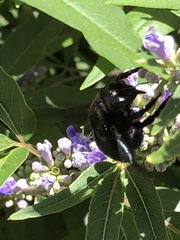 Xylocopa