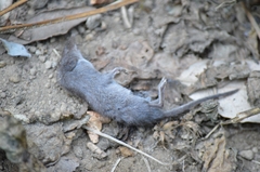 Crocidura suaveolens