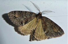 Pseudocoremia suavis