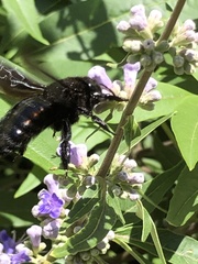 Xylocopa