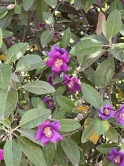 Lagunaria