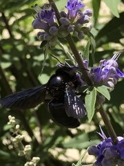 Xylocopa