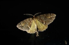 Pseudocoremia suavis