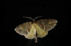 Pseudocoremia suavis