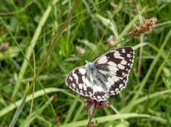 Melanargia galathea