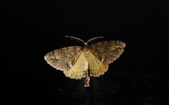 Pseudocoremia suavis