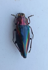 Cyphogastra javanica