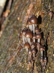 Mycena mulawaestris
