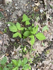 Nabalus × mainensis