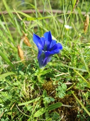 Gentiana acaulis