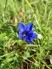 Gentiana acaulis