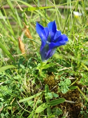 Gentiana acaulis