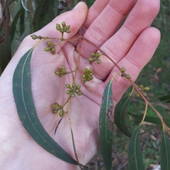 Eucalyptus fulgens