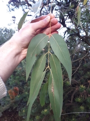Eucalyptus fulgens
