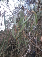Eucalyptus fulgens