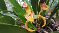 Maxillaria luteoalba
