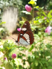 Limenitidini