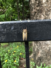Platypleurini