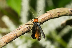 Cantharis pellucida