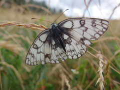 Melanargia russiae