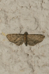 Eupithecia haworthiata