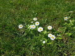 Bellis perennis