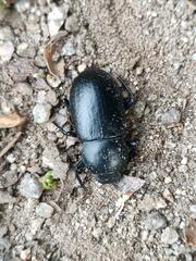 Coelometopus clypeatus