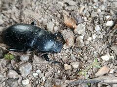 Coelometopus clypeatus