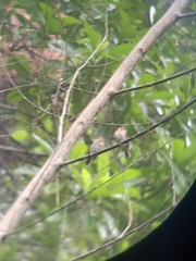 Cyornis sumatrensis