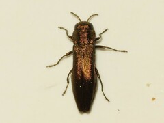 Agrilus cuprescens