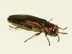 Agrilus cuprescens