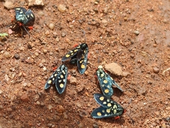 Arniocera auriguttata