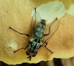 Eustalomyia